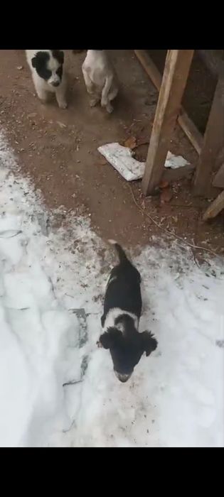 Отдам бесплатно щенков метисов