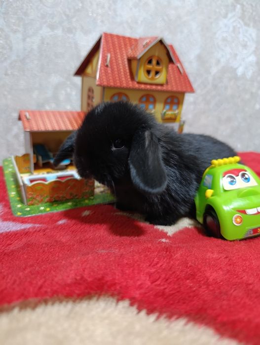 Продается карликовый баран кролики