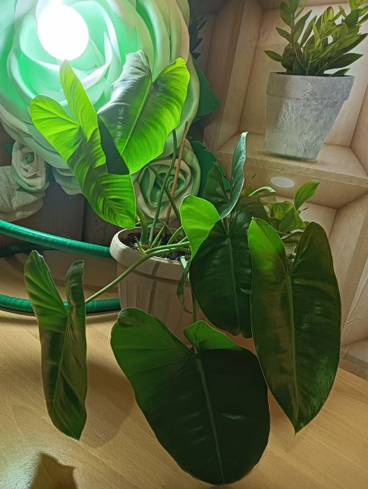 Продам комнатные цветы