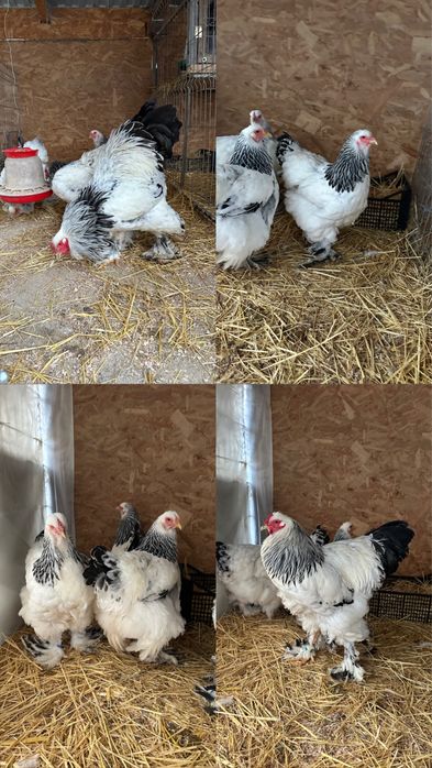 Disponibile ouă si pui brahma