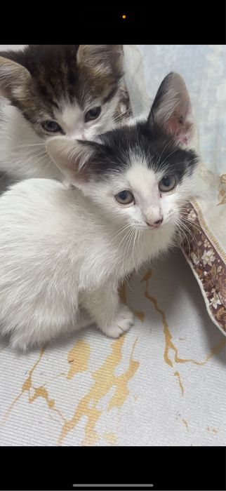 Отдаем котят в добрые руки,бесплатно