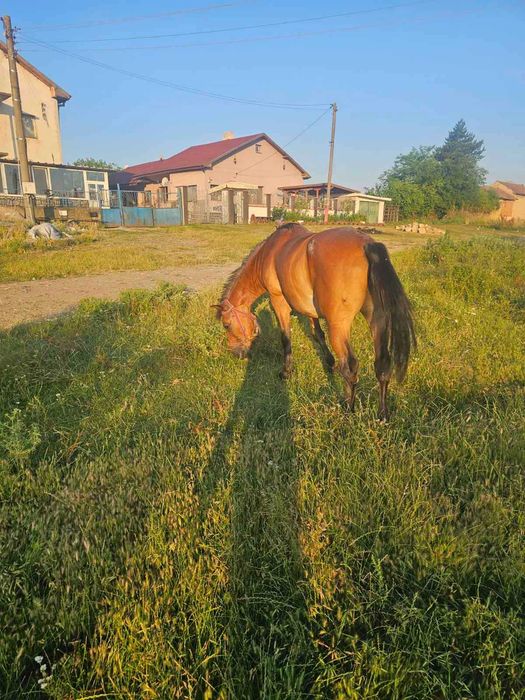 Мъжки Кон кастриран