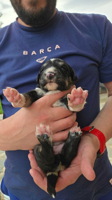 Подарявам кученца - пазачи за двор