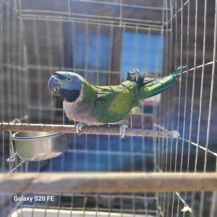Китайски Александър с клетка(Psittacula derbiana)