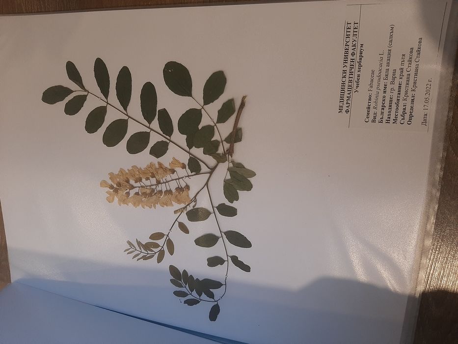 Растения за учебен хербарий