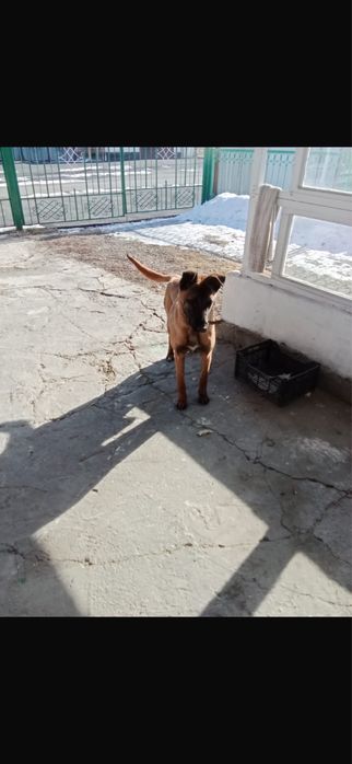 Продам Овчарка Малинуа