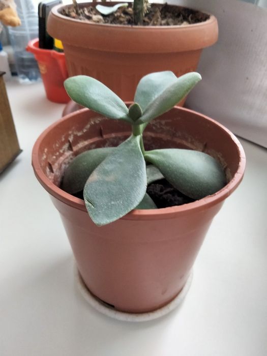 Карзина и другие