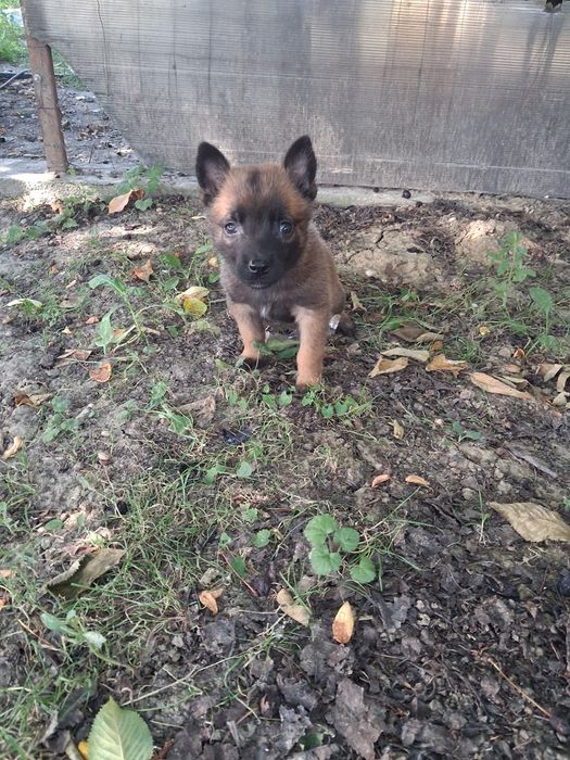 Câine ciobanesc belgian