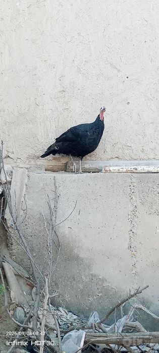 Kurkalar sotiladi.