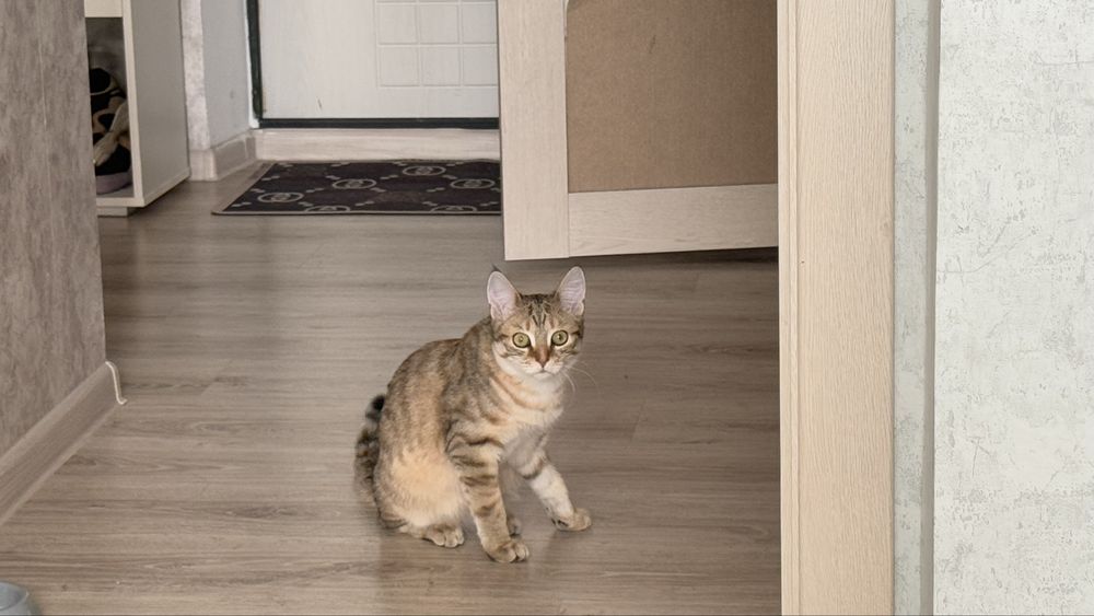 Отдам котика любящую семью