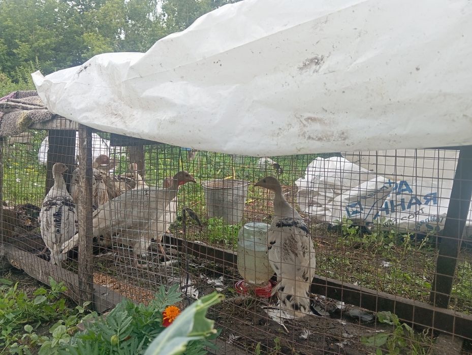 Продам индюшат 3 месяца