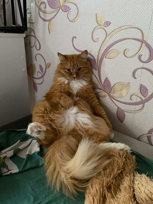 Отдам кота СРОЧНО