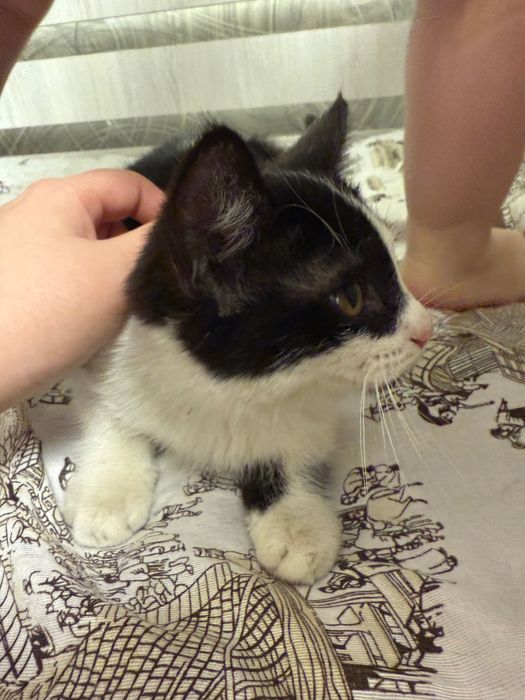 Отдам даром котенка девочка