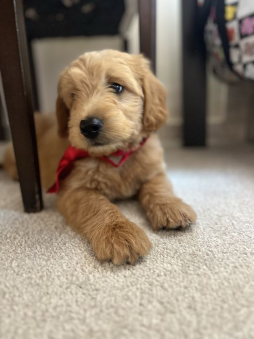 Goldendoodle super