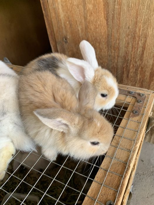 Куйон бор сотилади :