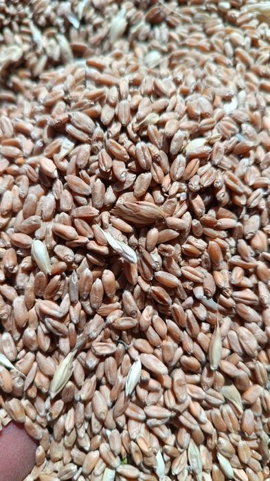 Ячмень , Арпа. Сатылады