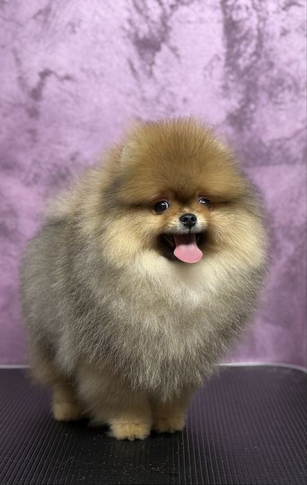 Pomeranian cu pedigree!
