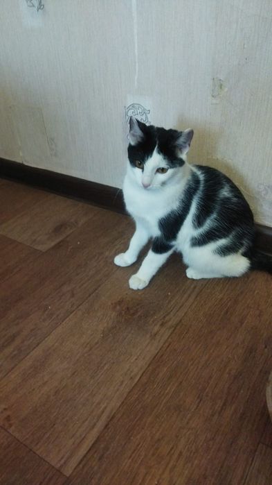 Отдам в добрые руки стерилизованную кошечку