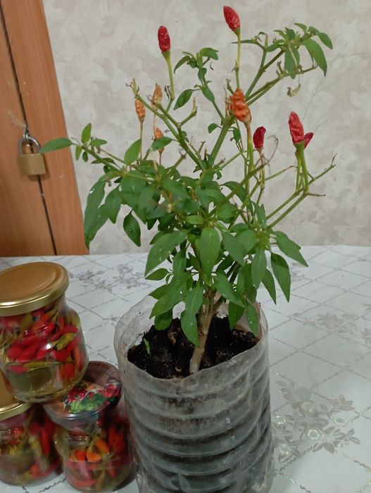 Пеларгония комнатные цветы