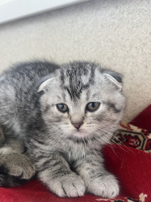 Шотландцы вислоухие котята