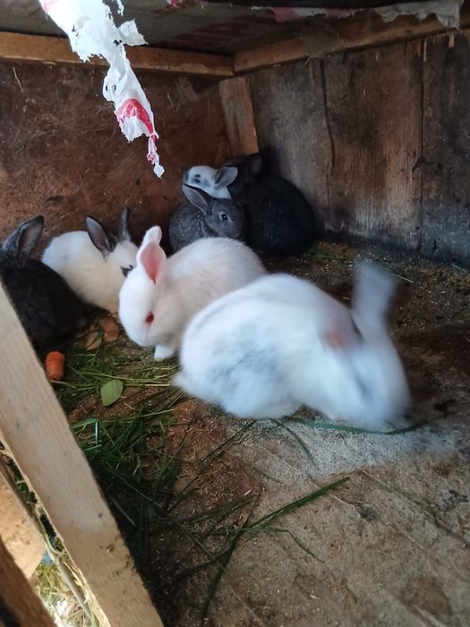 Se vinde iepurași