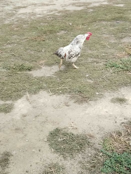 Продам петухов. Петух.