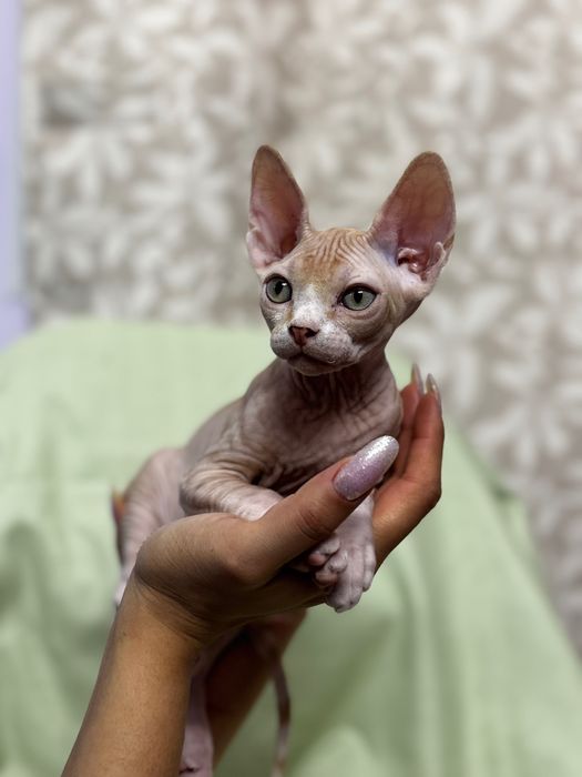 Продаются котята сфинкс