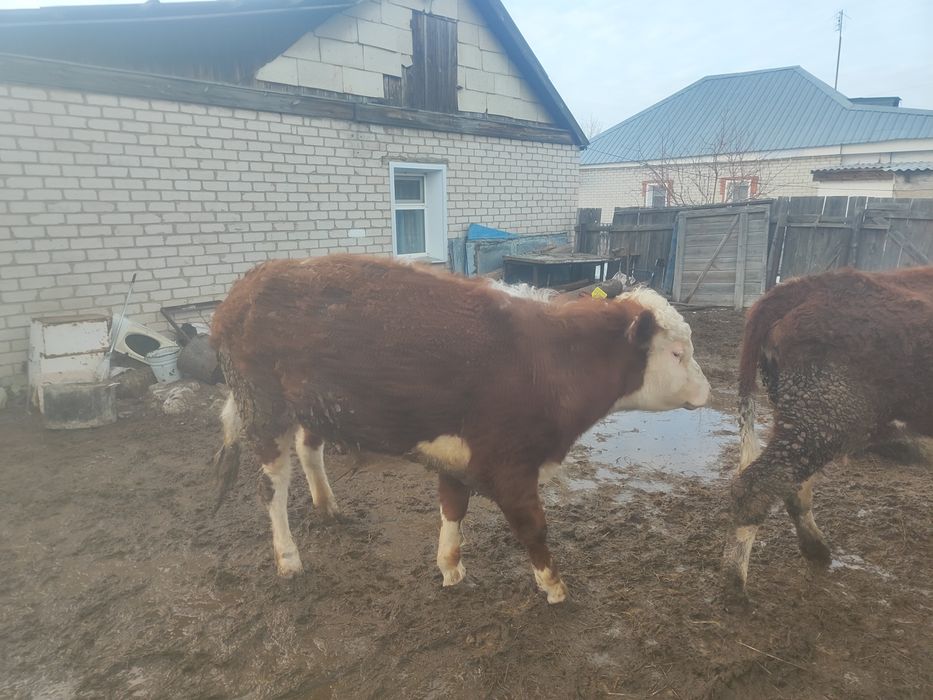 Продам бычка белоголовый возраст 2года