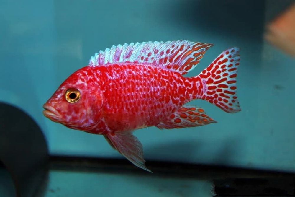 Африкански Цихлиди Малави