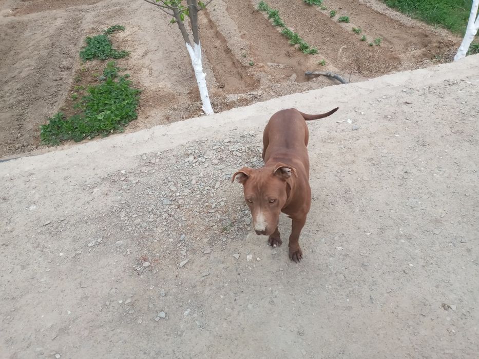 Srochni Pitbull sotiladi