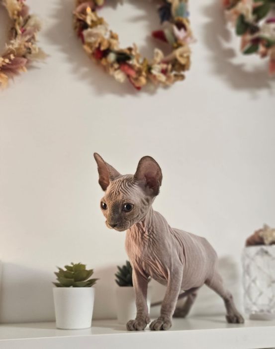 Baietel sphynx/sfinx  deosebit