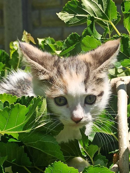 Отдадим котят в добрые руки