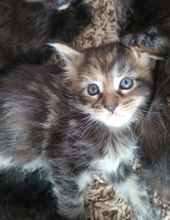 Продам котят девочки породы Мейн -кунов