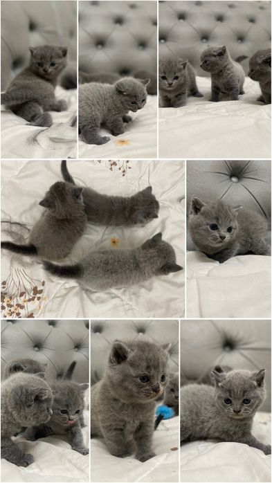 Скоттиш фолд scottish fold шотландцы котята мушук британка