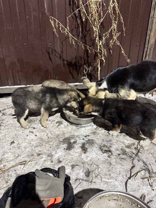 Привезу щенков в любой район города