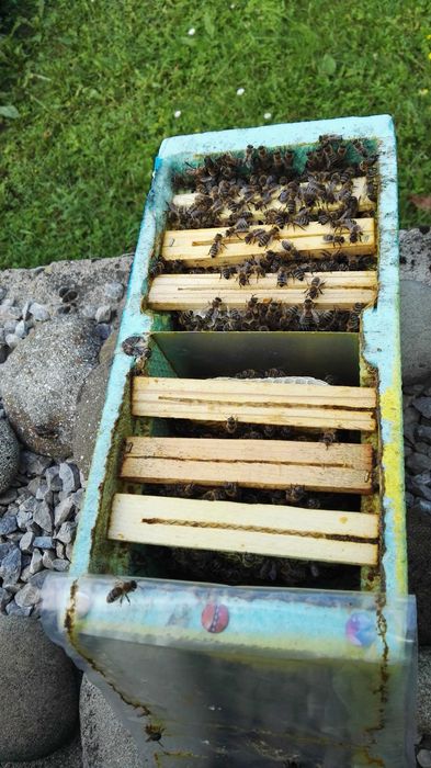 Пчелни  отводки и майки 2026