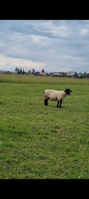 Lot de oi Suffolk