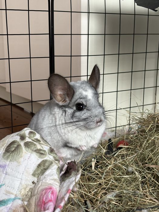 Vand chinchilla mascul