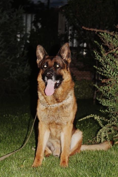 Щенки немецкой овчарки