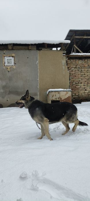 ЕВО чистокровная сучка