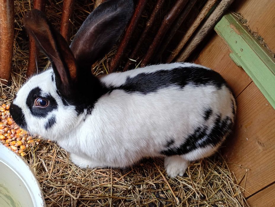 Vând iepuroaica tanara