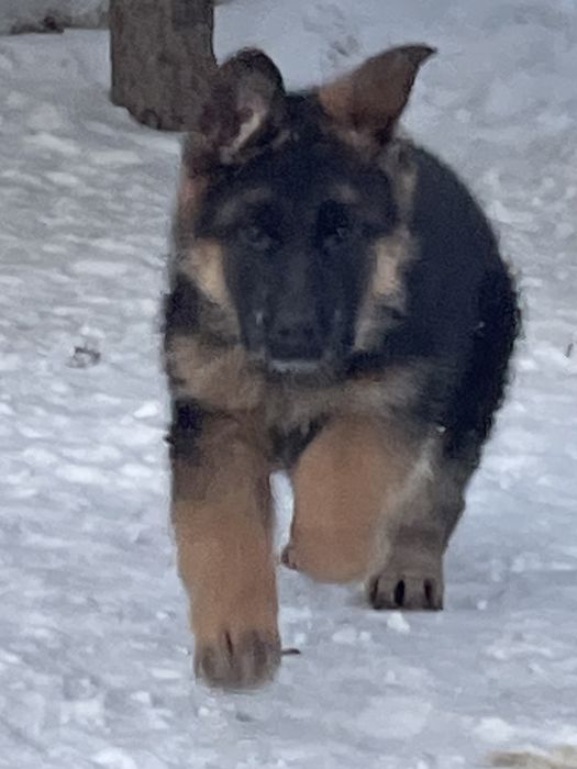 Щенки немецкой овчарки