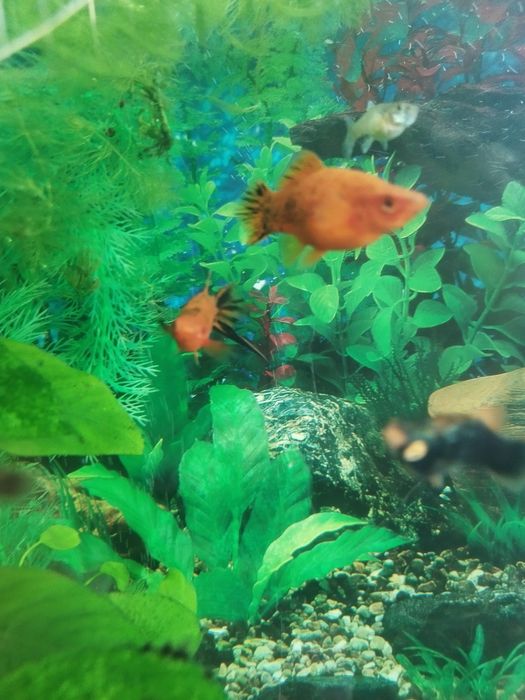 Пара тигровых меченосцев