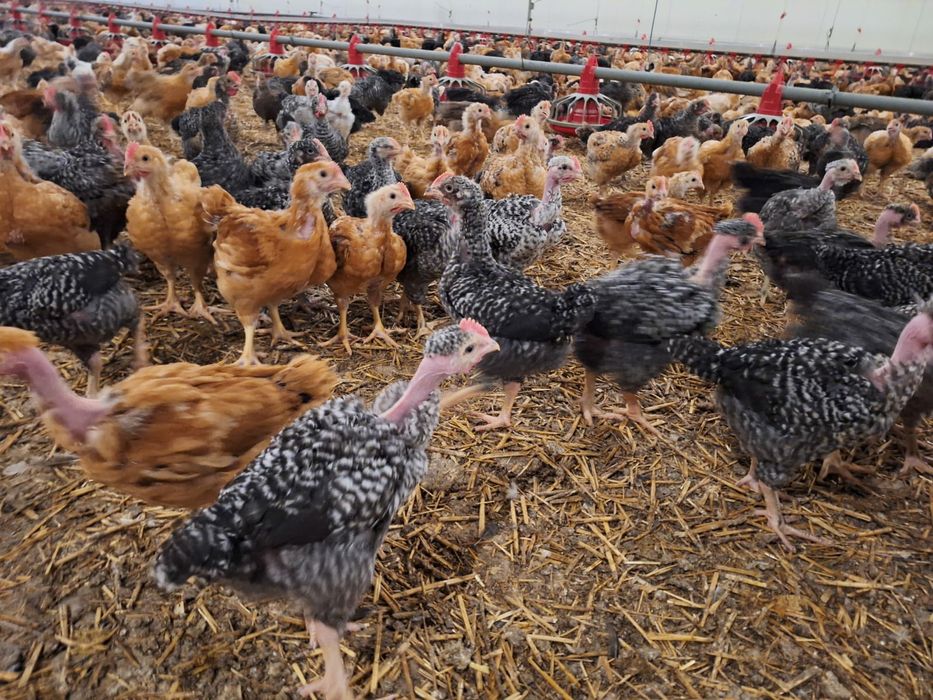 Pui colorați/roșii/pestriți-rasă mixta de vânzare