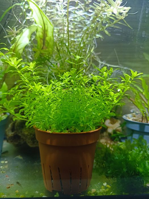 Аквариумные растения.