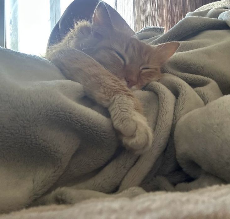 Кошечка Йера 1 год