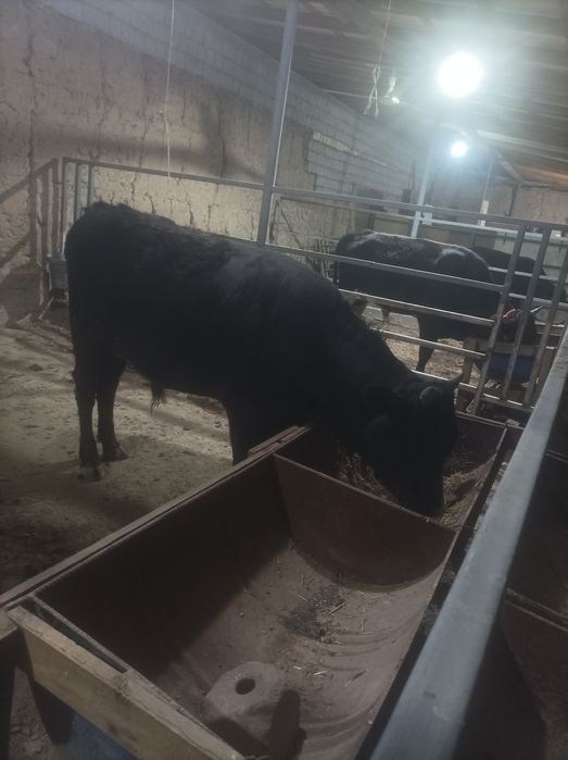 Buqachala sotiladi  soni 3 ta