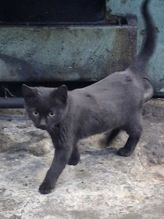 Подарявам две котета