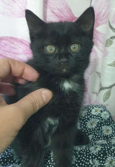 Котята от породистых родителей  Скоттиш-фолд и Скоттиш-страйт