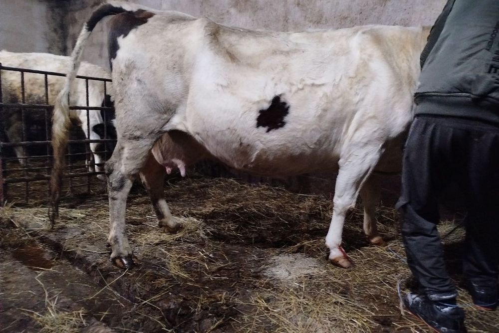 Продам молочную корову